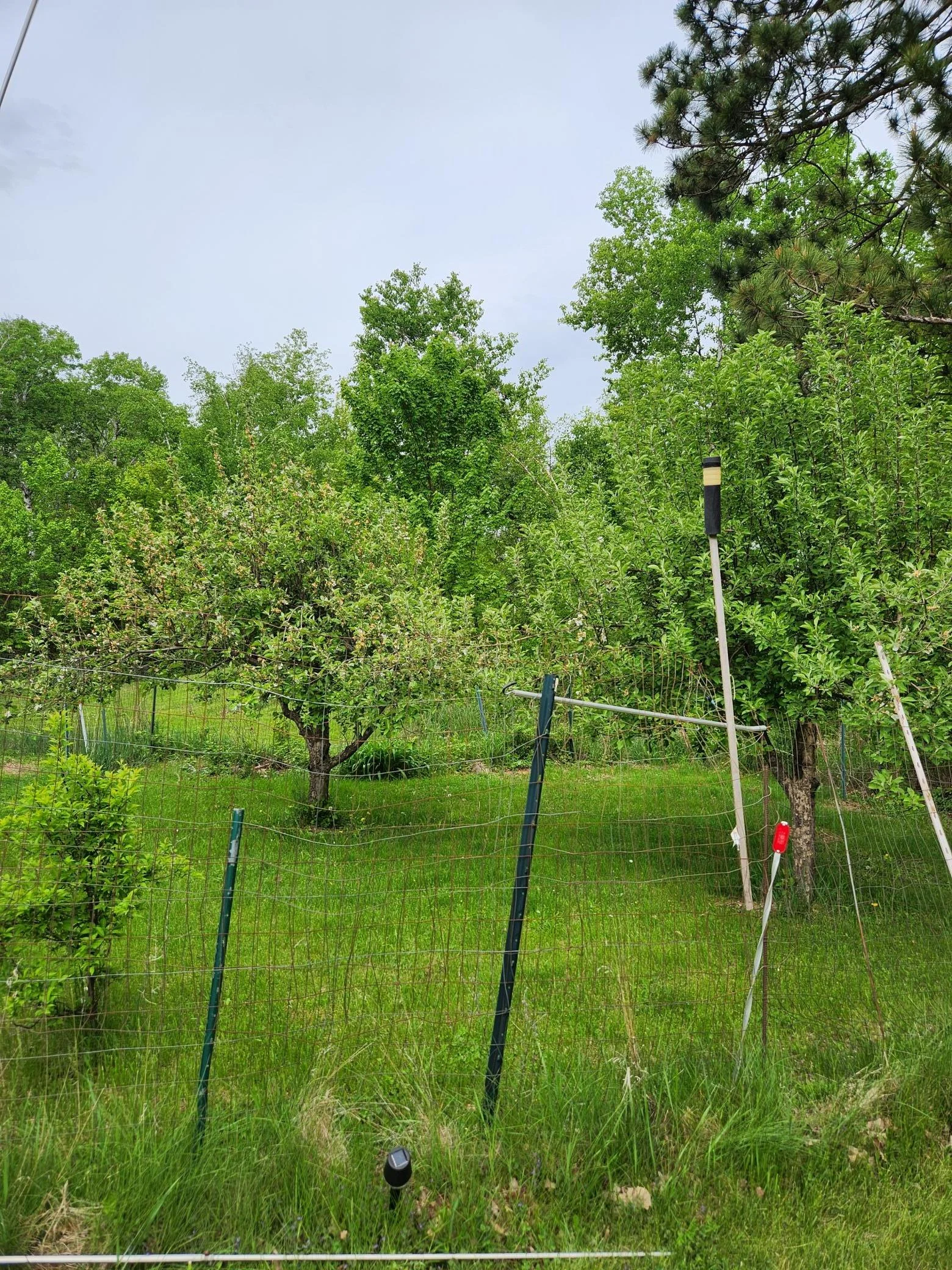 Apple Trees