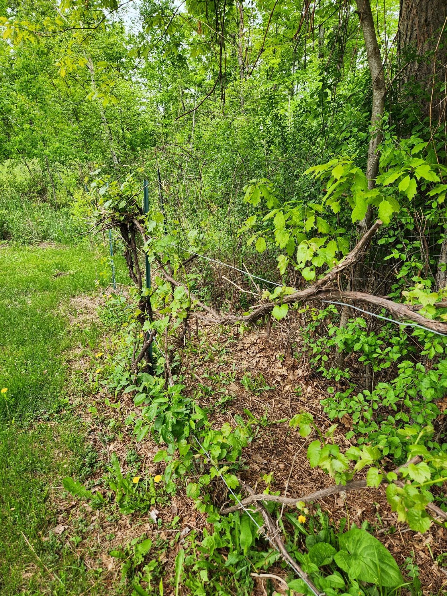 Grape Vines