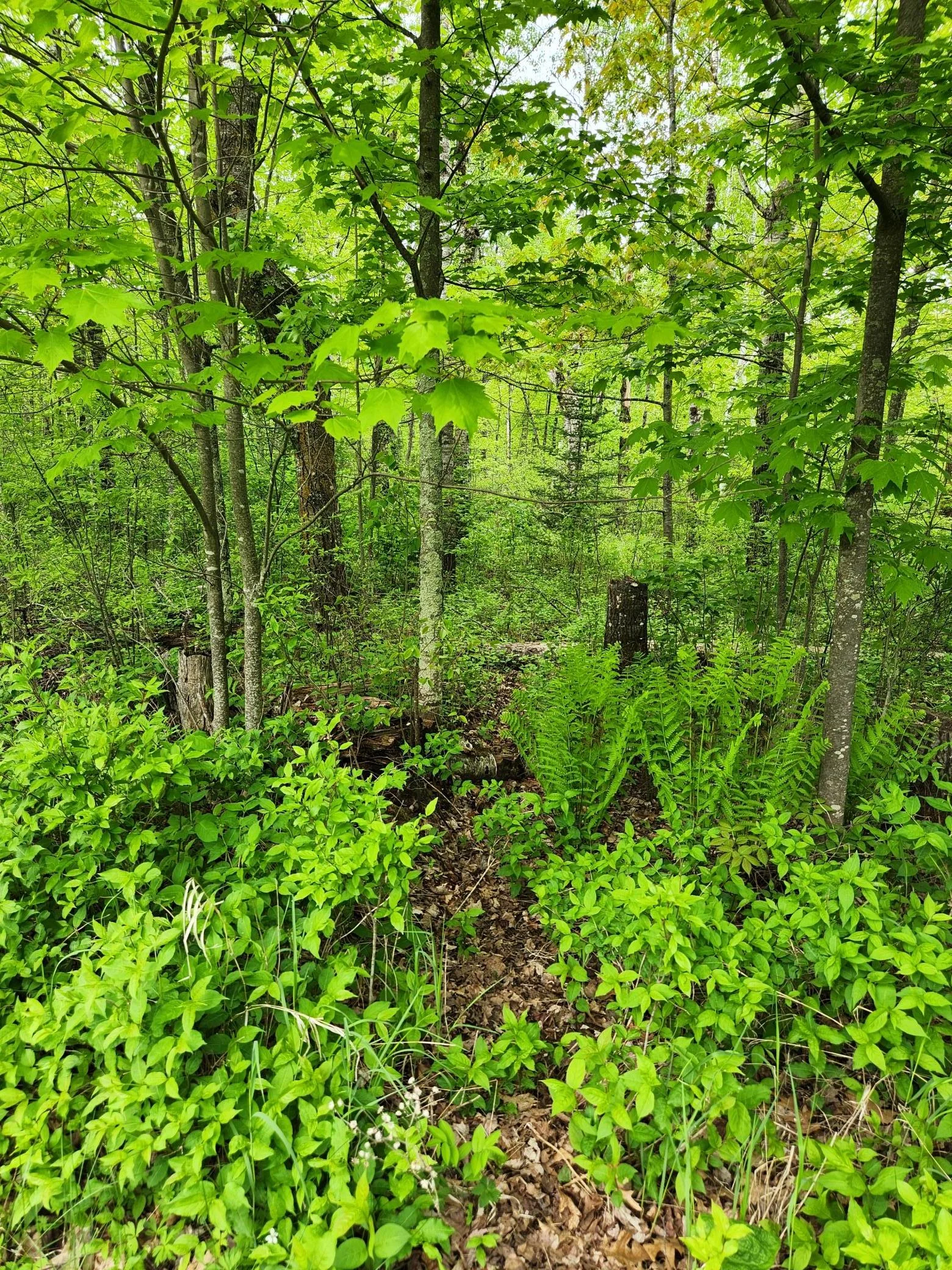 Deer Trails