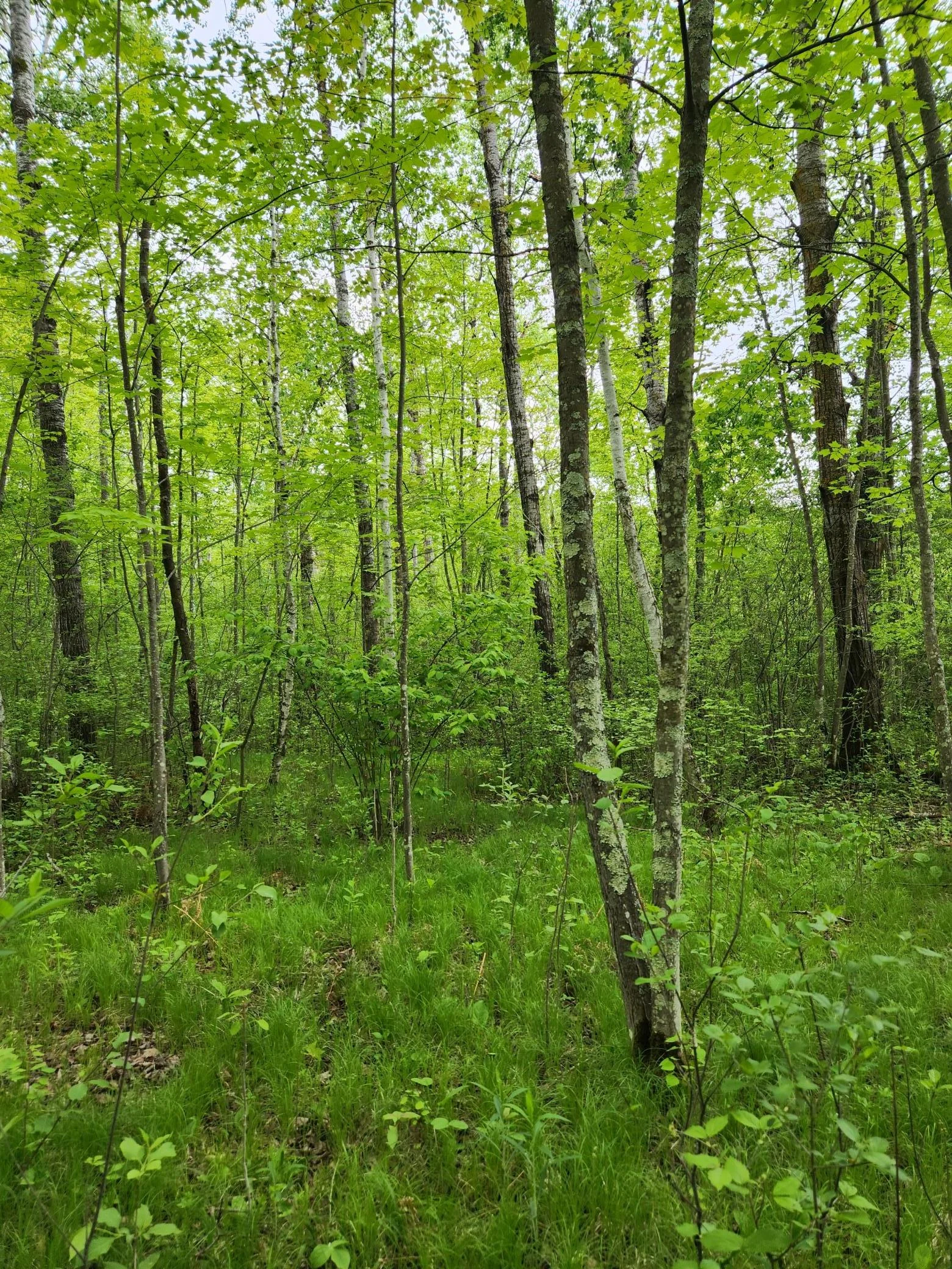 Mature Woods