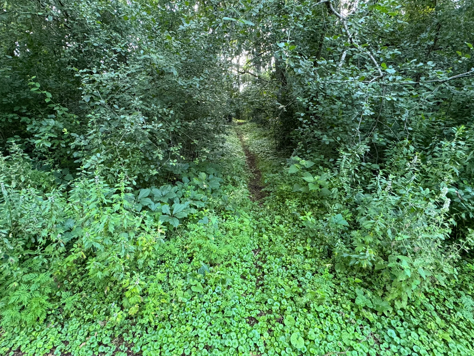 Small trail within lot