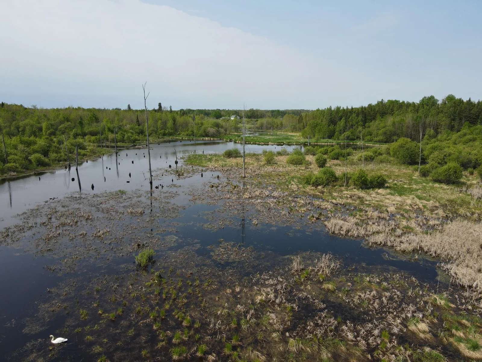 Beaver Pond