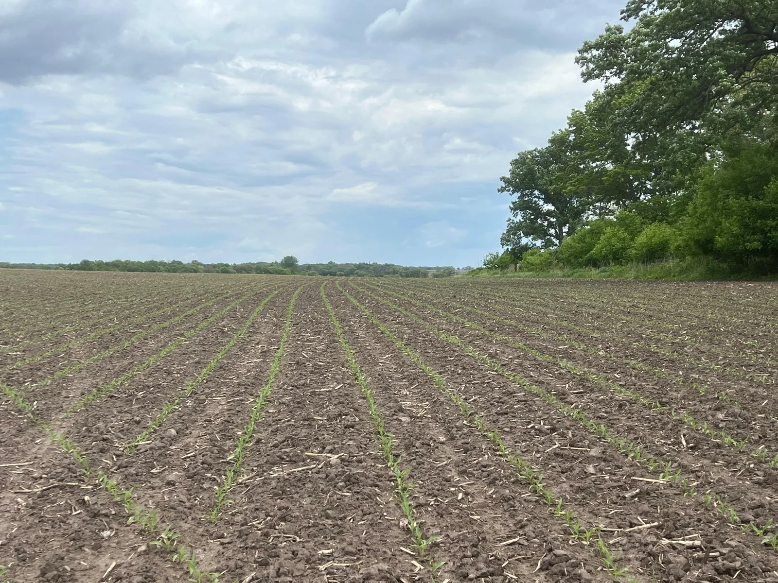 Productive Corn and Beans