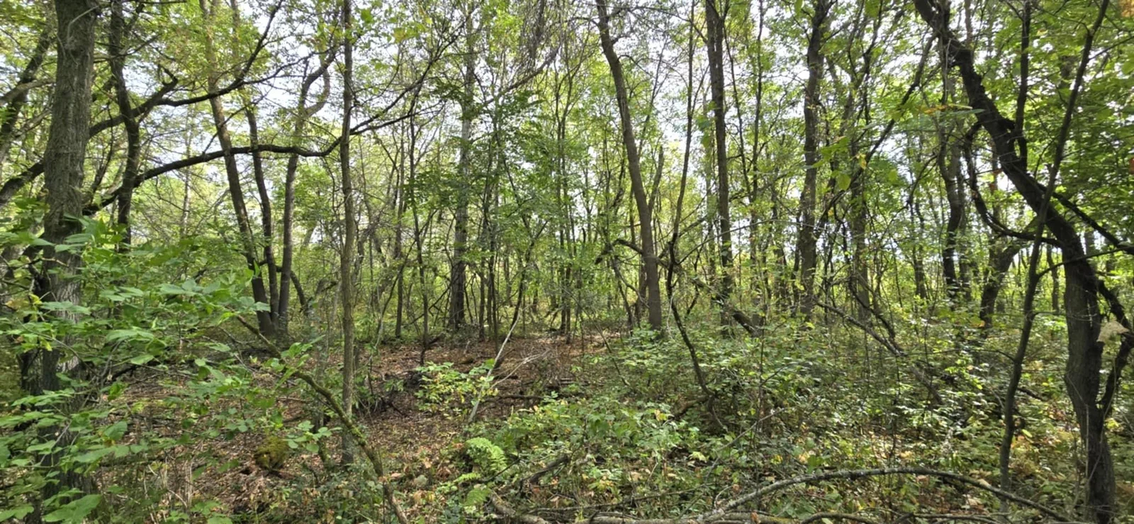 Great mixture of high land and woods.jpg
