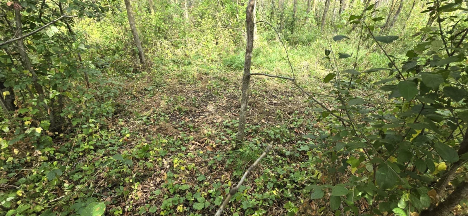 Trails throughout the property.jpg