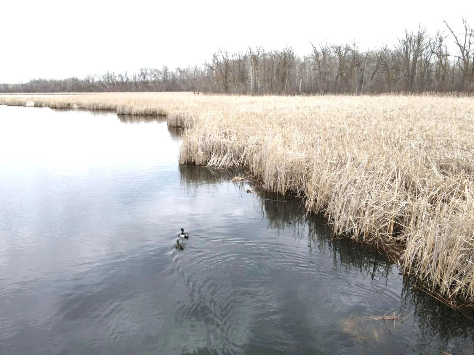 Ducks out for a swim.jpg