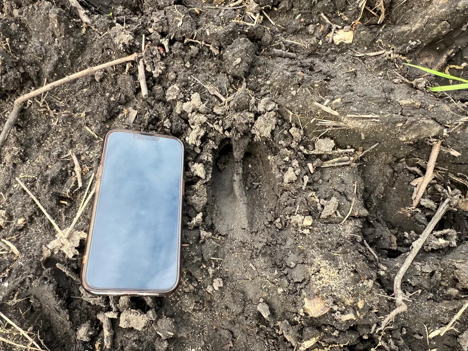 A ton of monster whitetails running around
