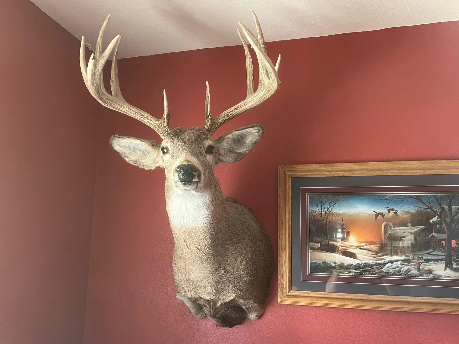 Buck harvested off the land