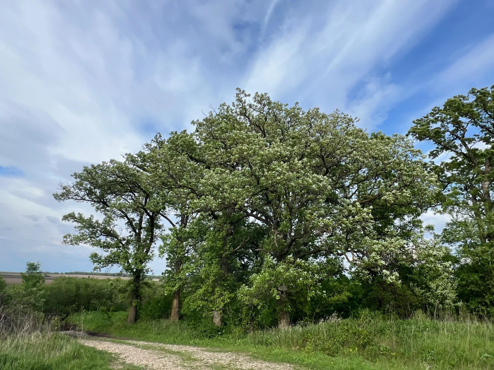 Big Oaks