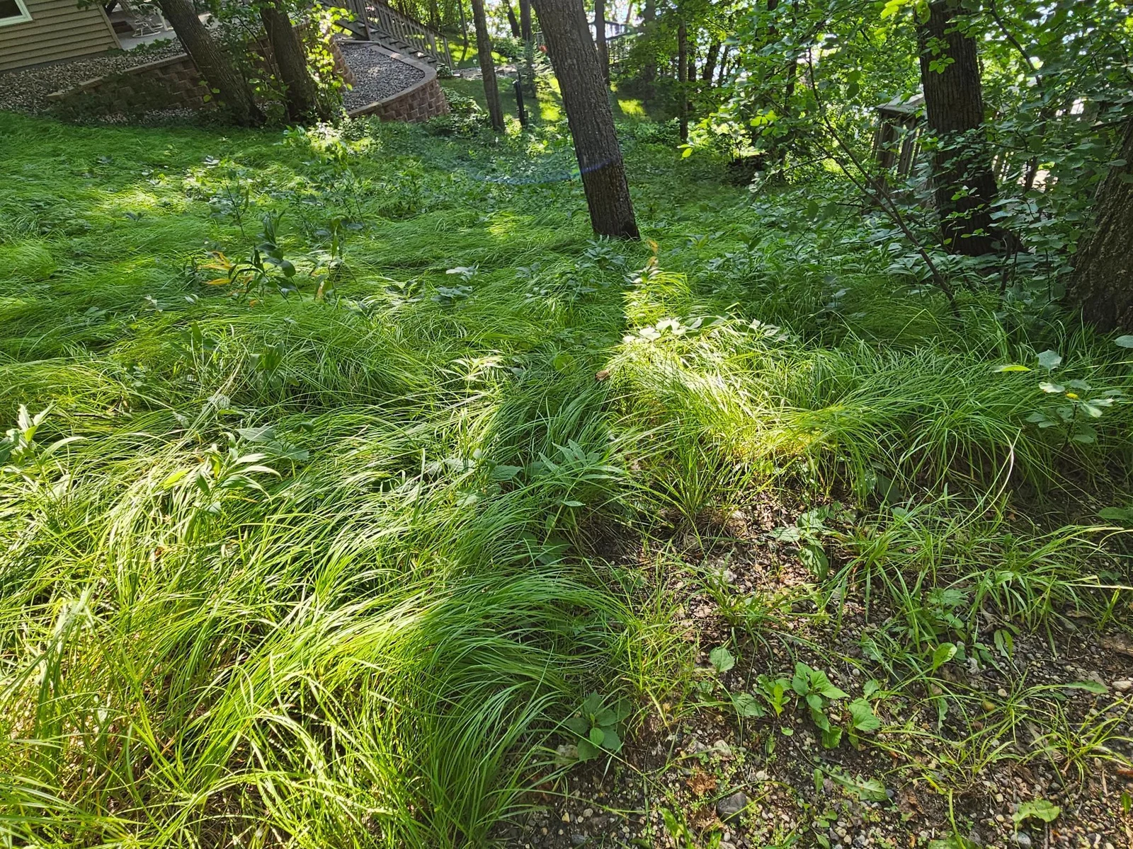Sedge Grass