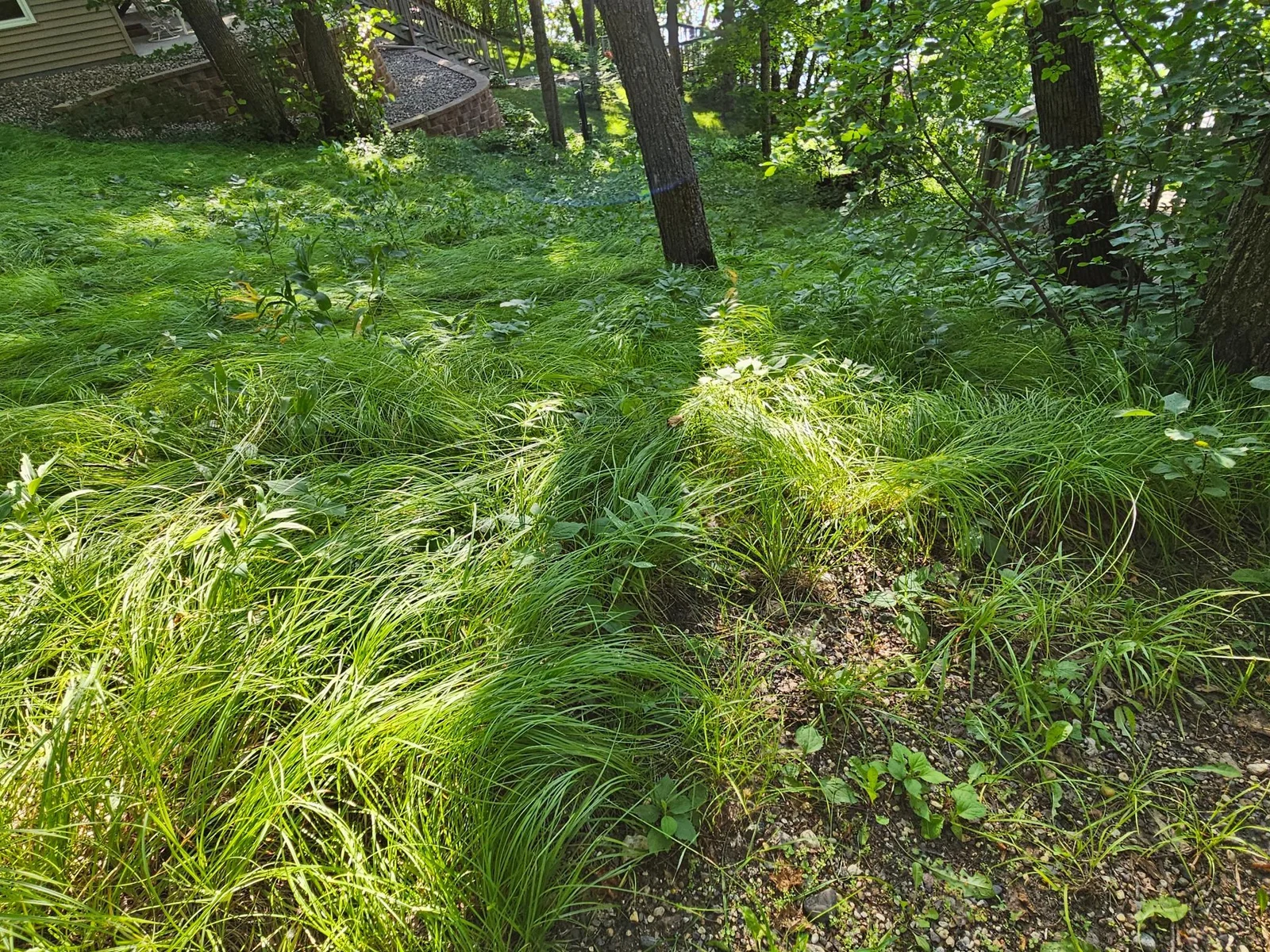 Sedge Grass