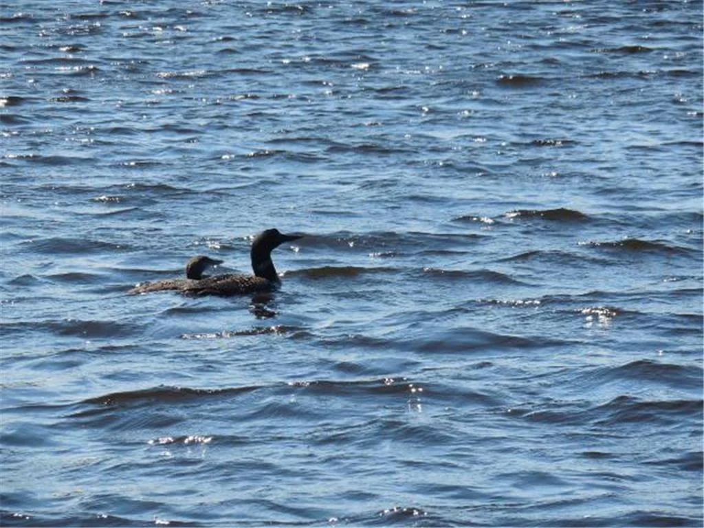 Loons floating peacefully across Prairie Lake, capturing the serene lake life this property has to offer.