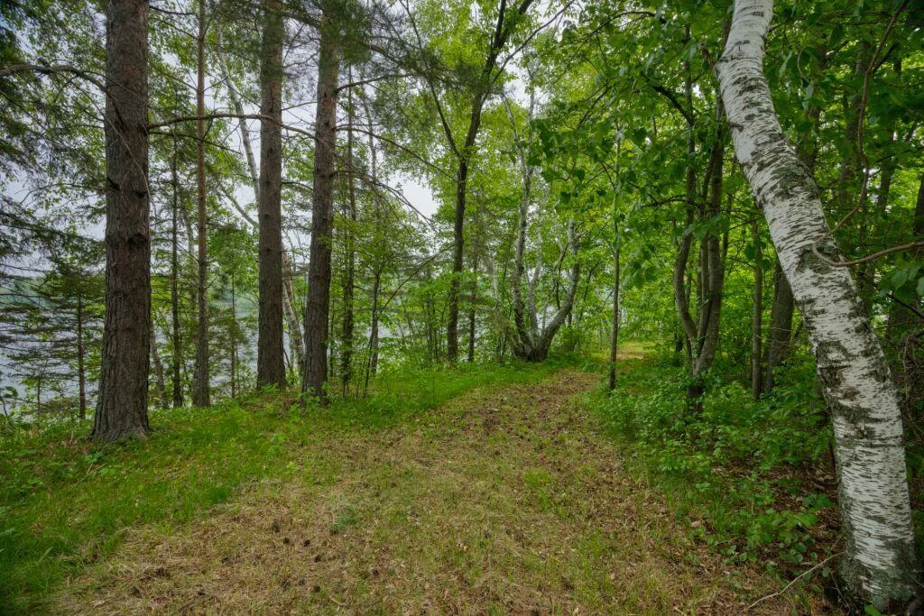 Woods with walking trails