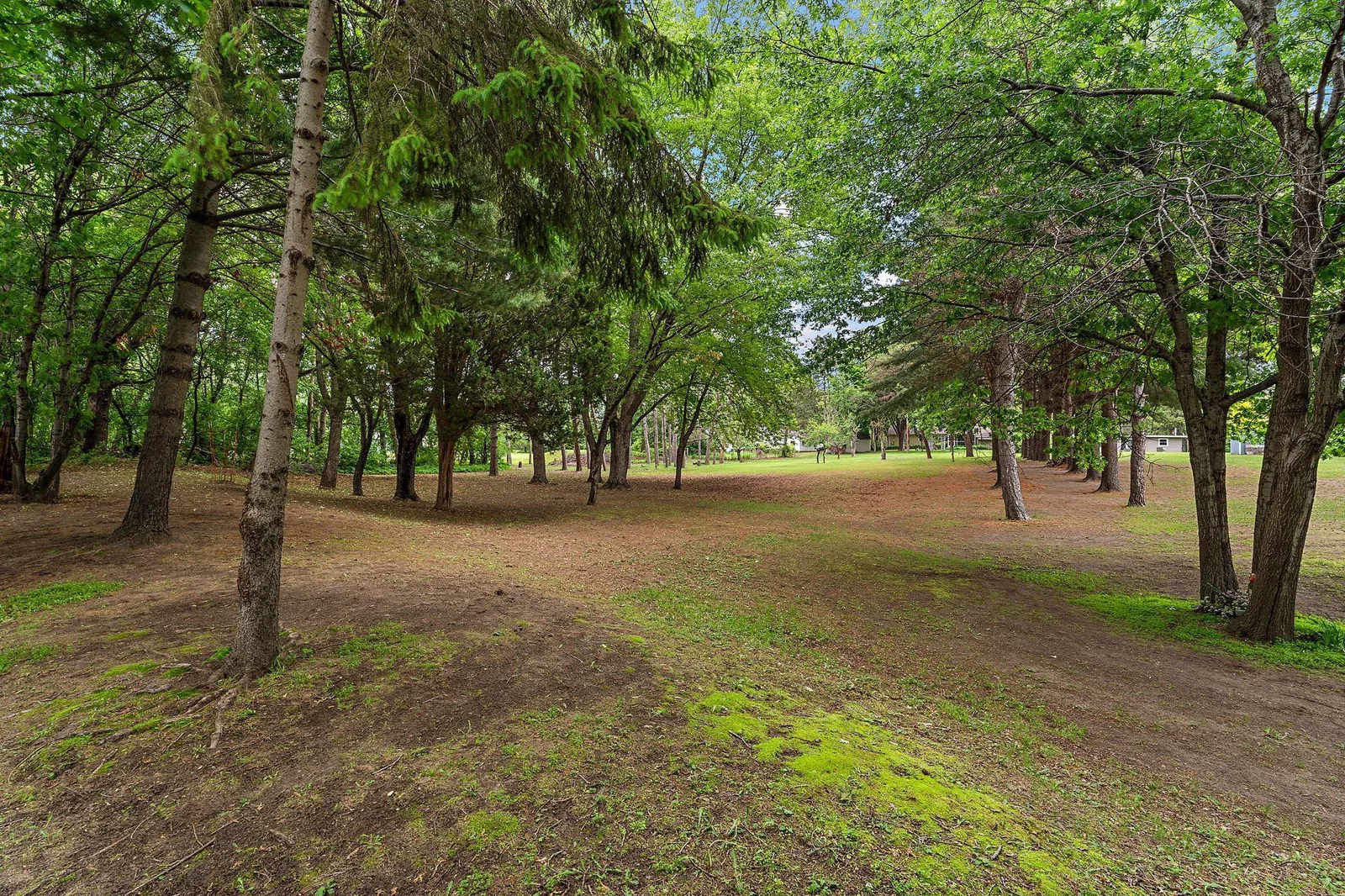 Canopy Trees for Shade