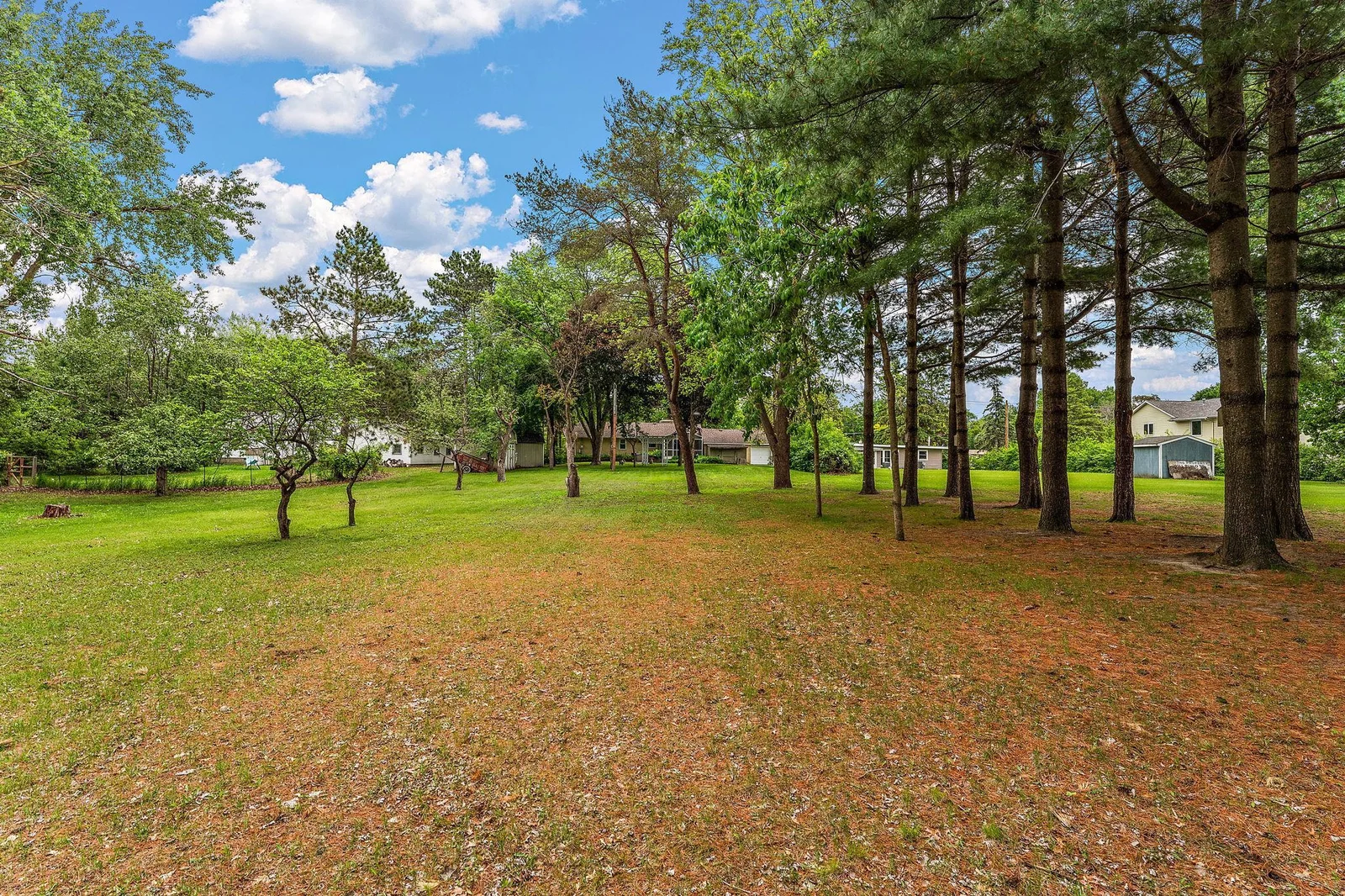 Canopy Trees