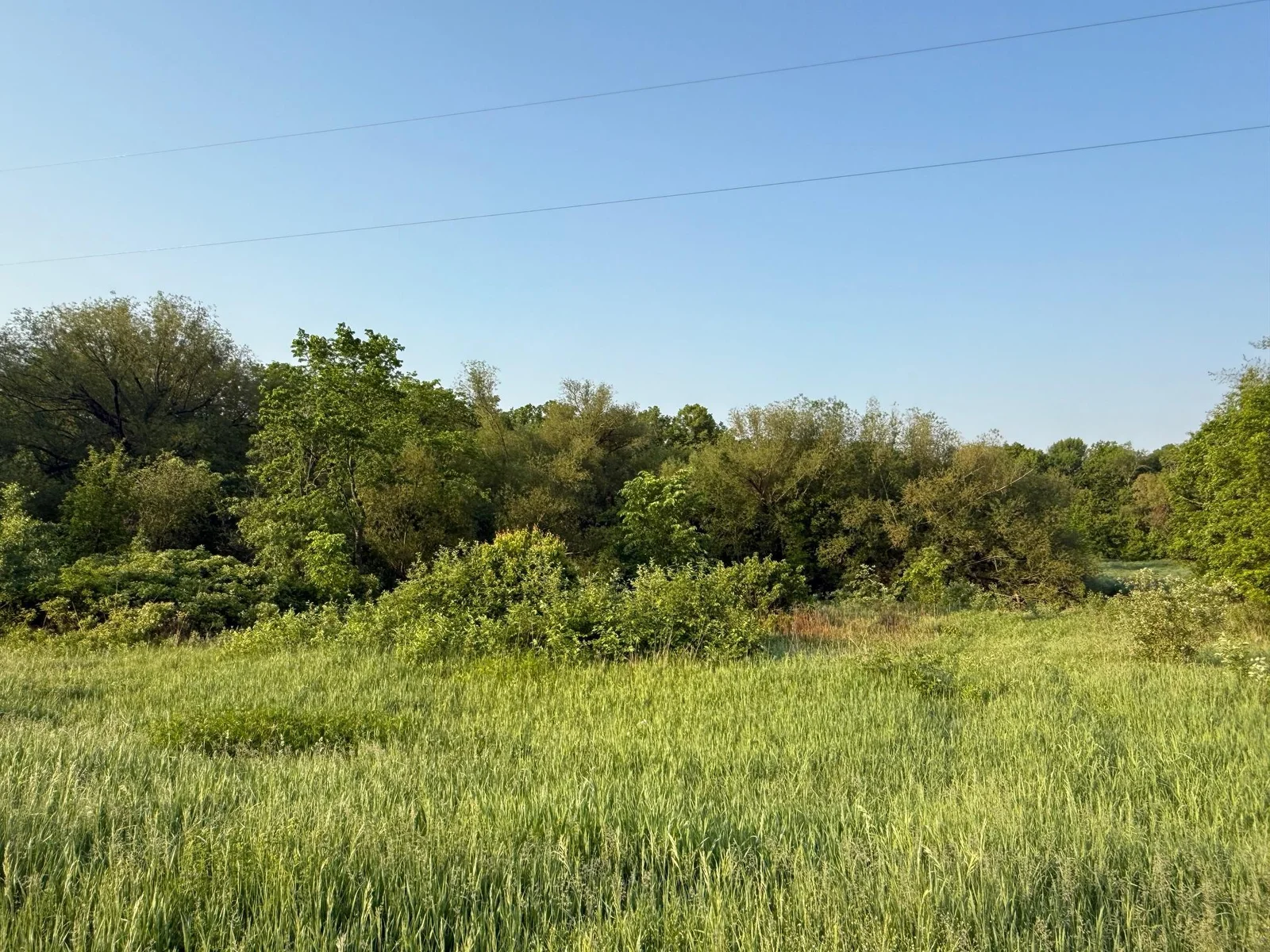 Meadow and wooded mix