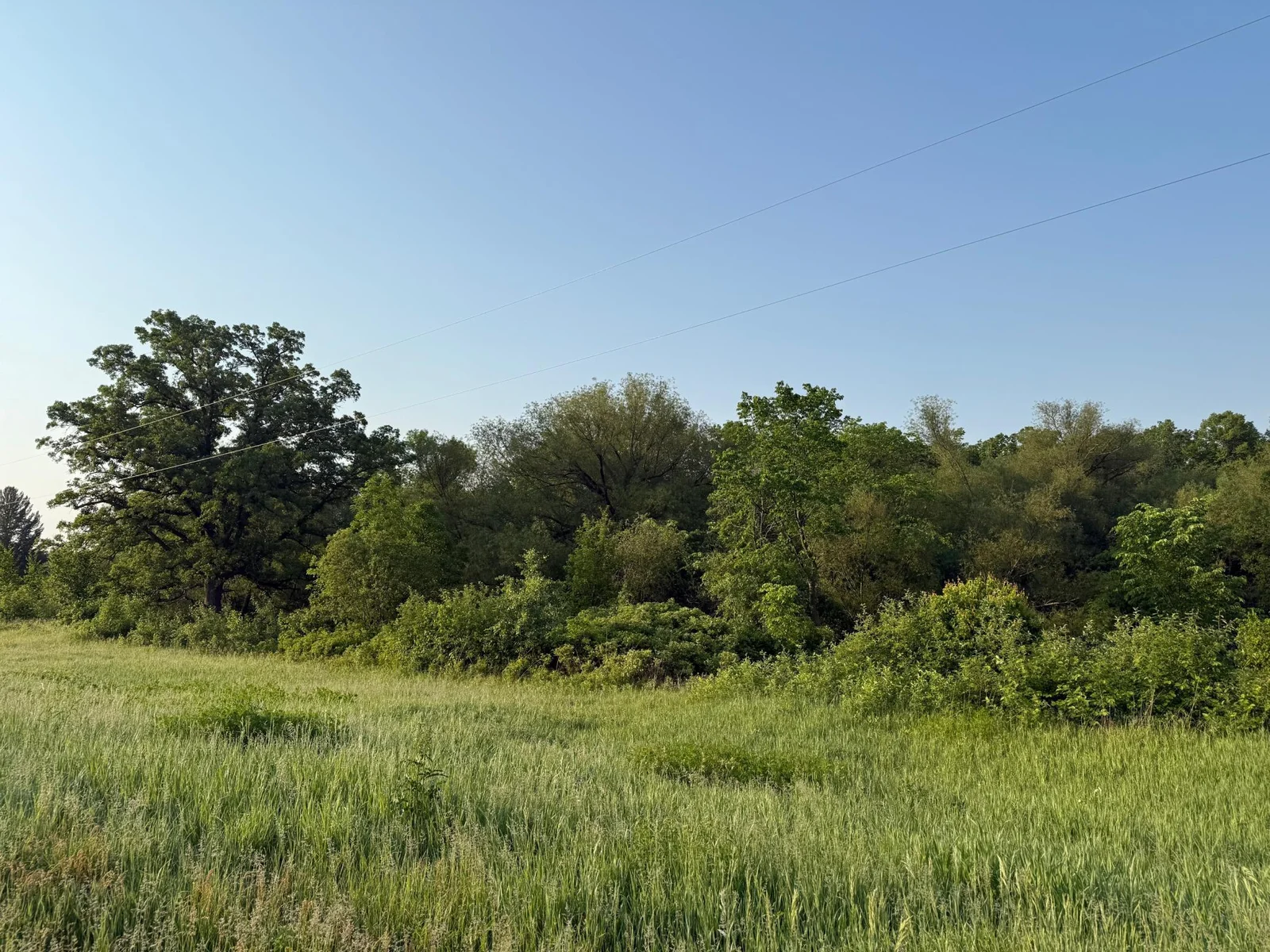 Beautiful mature oak and other trees.jpg