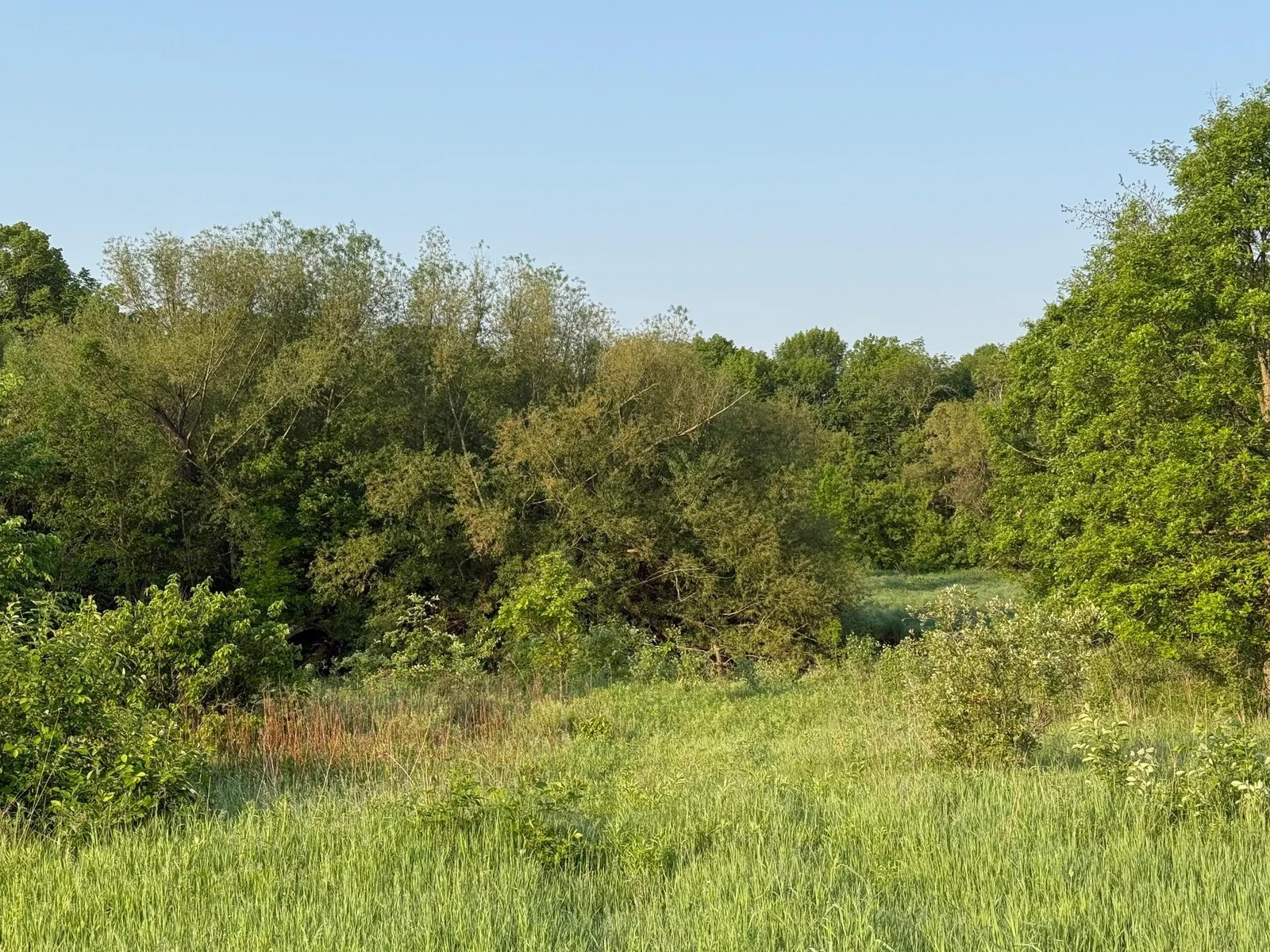 Rolling and mix of mature trees.jpg