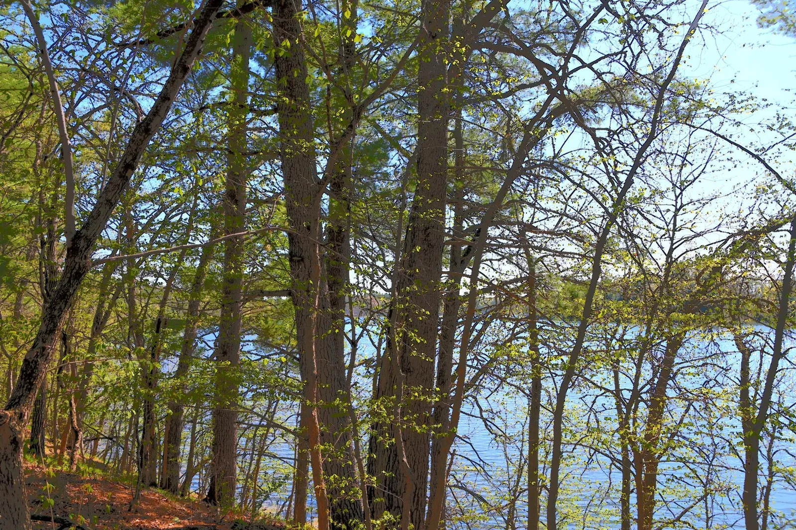 DSC_7985.JPG