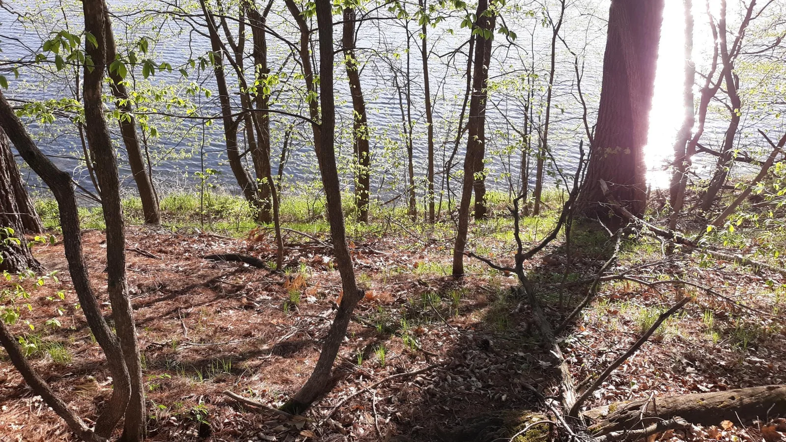 Shoreline view