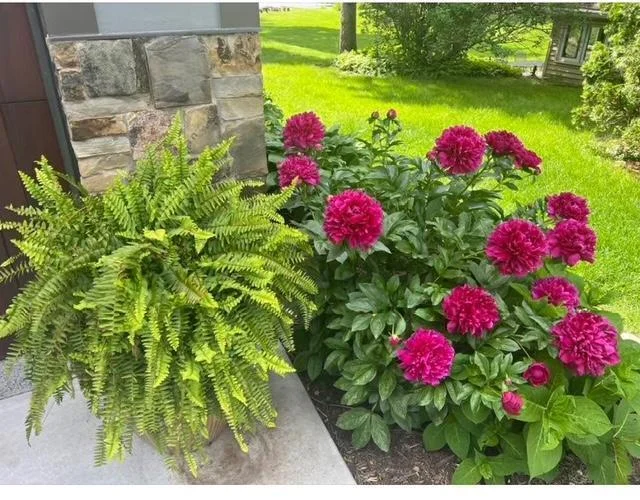 Landscaped designed for flowers all season-carefully placed outside windows.  Perennials for ease- variety of hostas, flowering trees, hydrangeas, Lilly of the valley, iris, ferns, rhododendron, peonies, lilacs. See video for plantings around home.