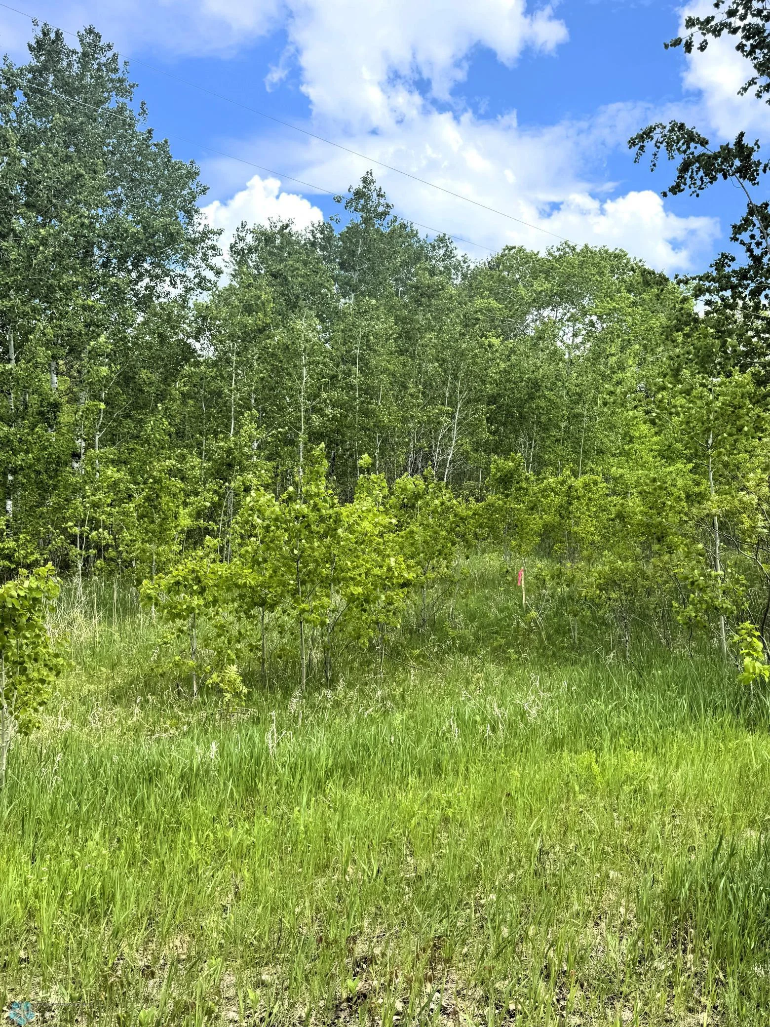 Wooded Backlot; Electricity to Lot