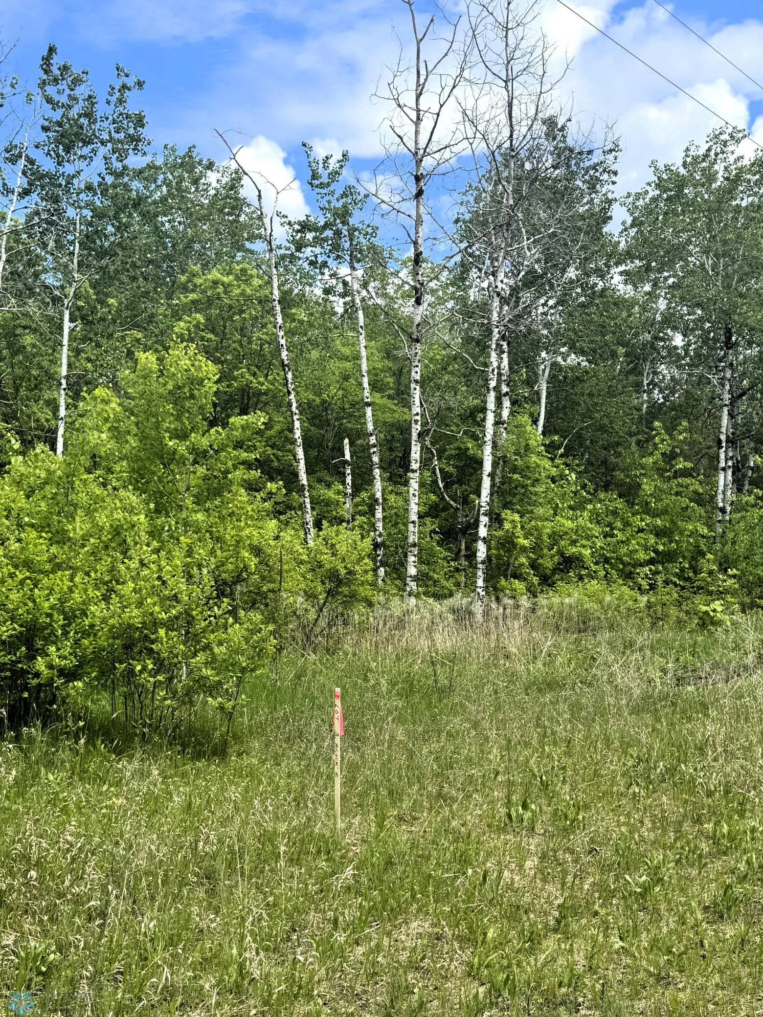 Wooded; Electricity to Lot