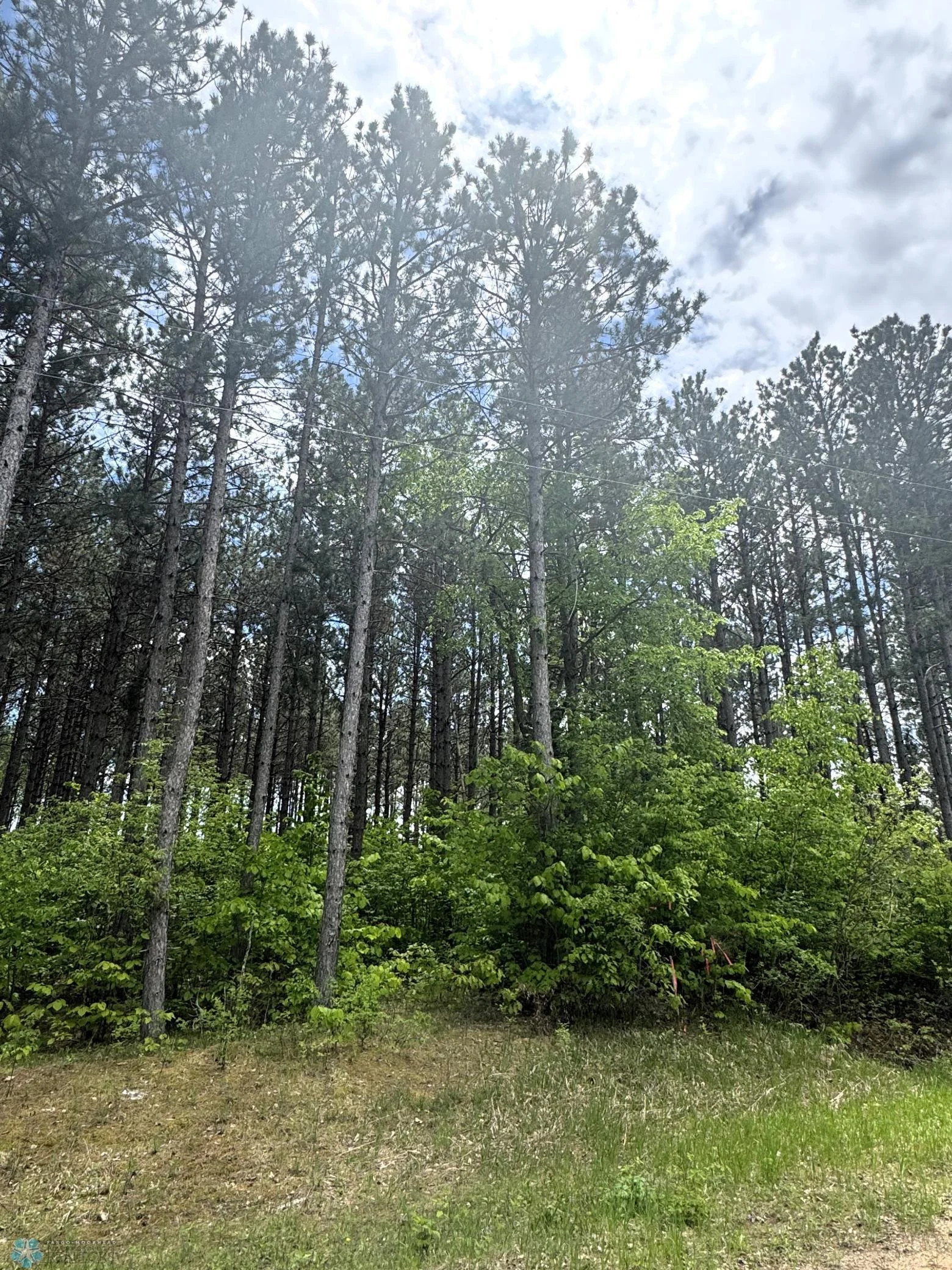 Nicely Wooded Large Lot; Electricity to Lot