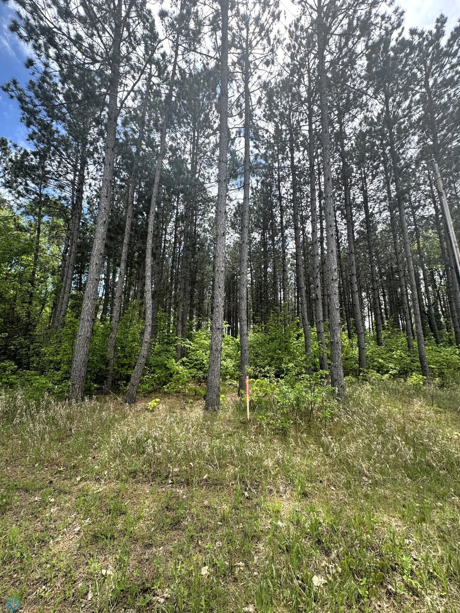 Private Wooded Lot; Backs to State land; Electricity to Lot