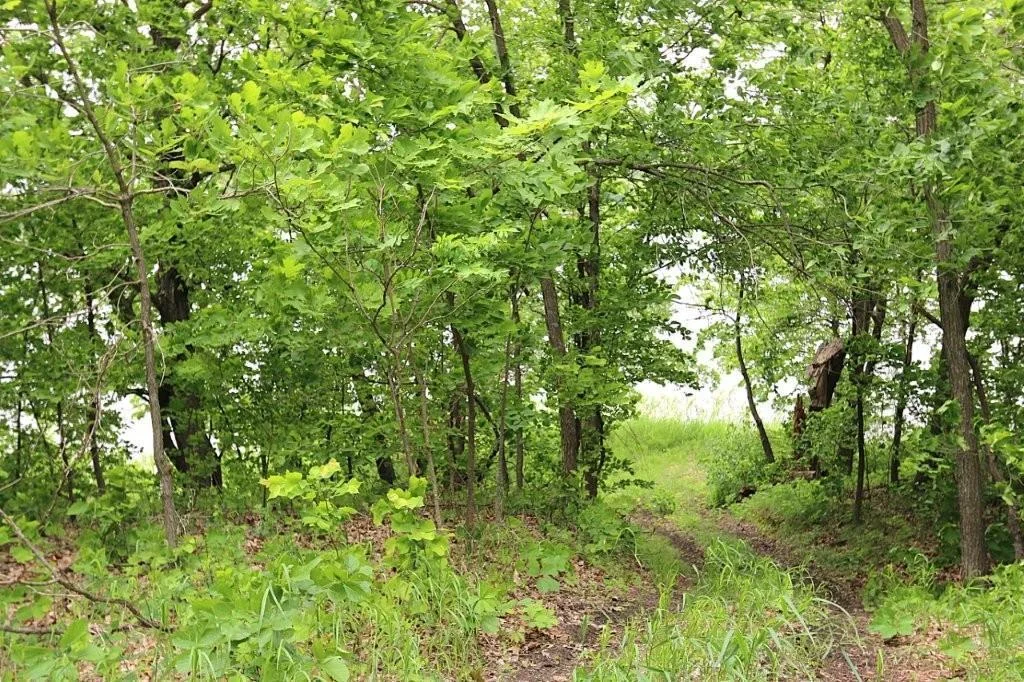 Gradual slope to lake.jpg