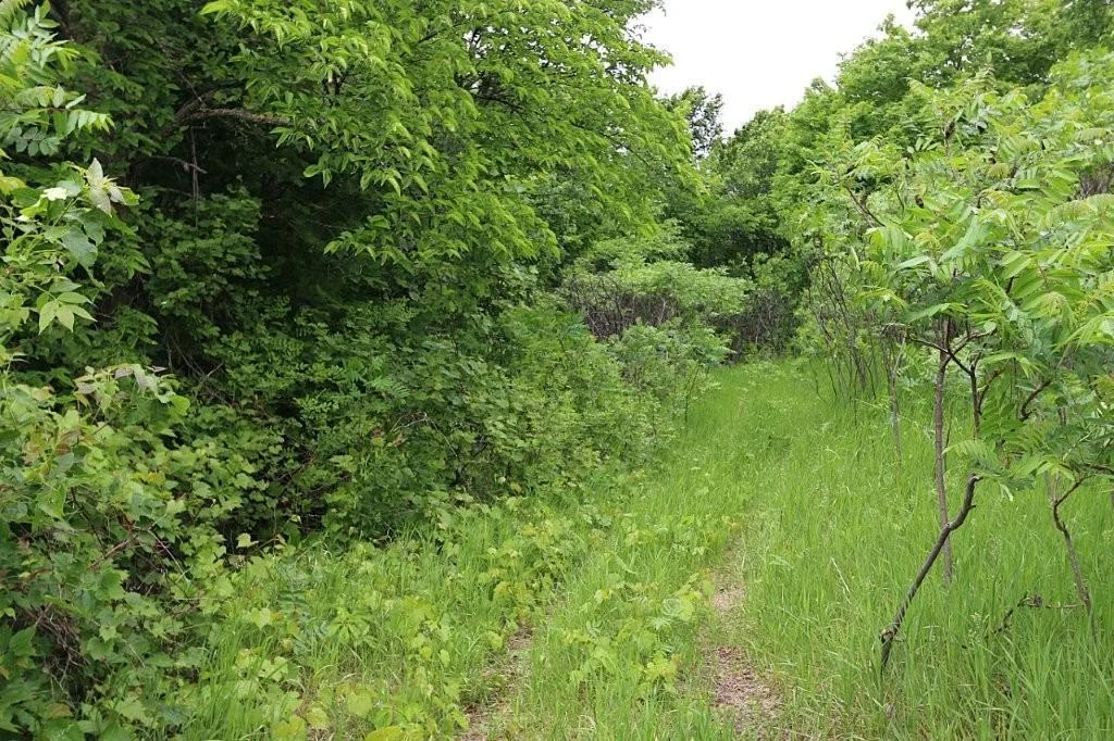 Path to lake.jpg