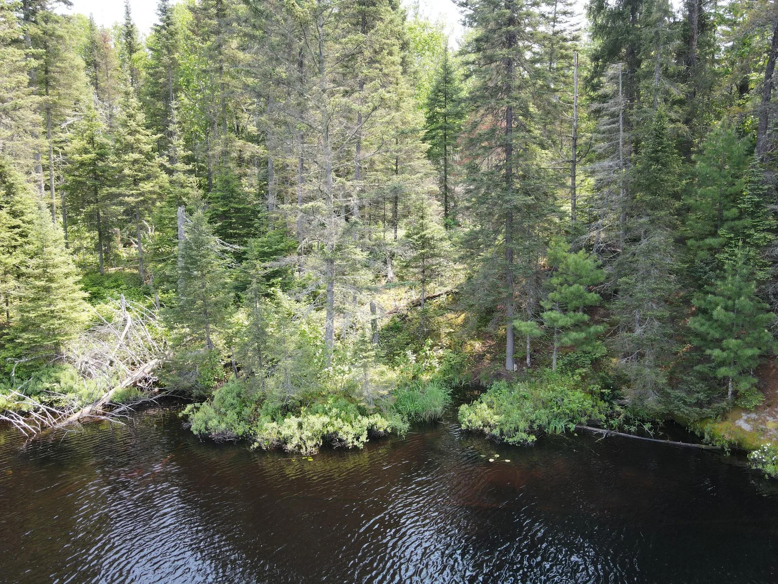 Wooded Lakeshore