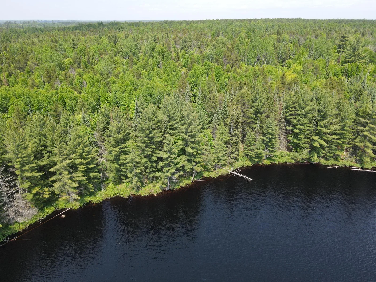 Heavily wooded north shore