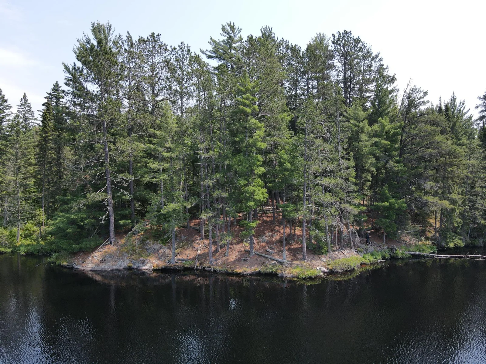 Massive white pines