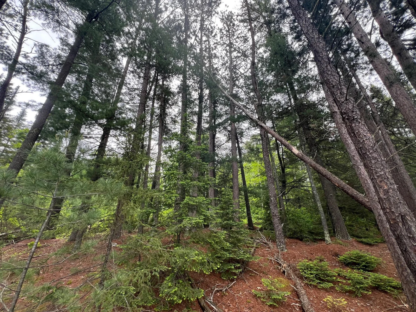White Pines