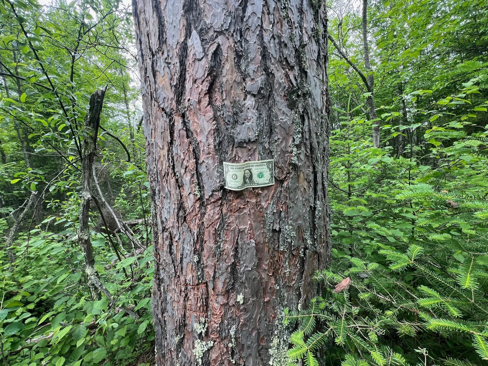Plenty of timber value