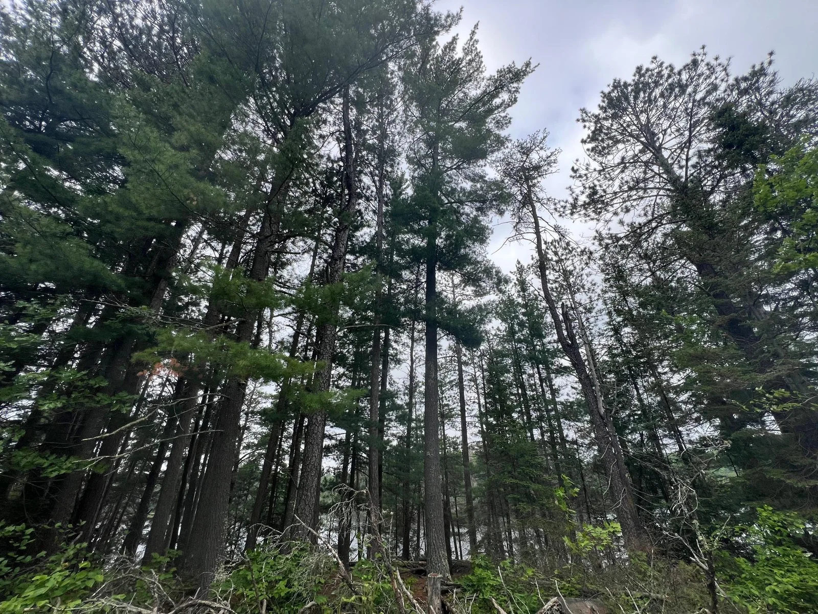 Big white pines