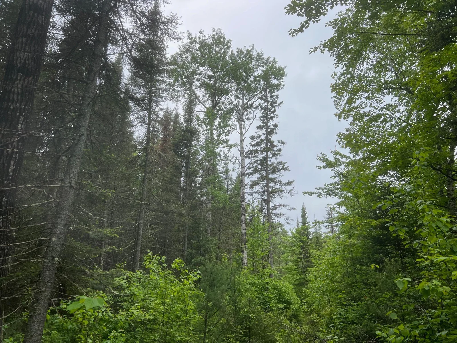 Northwoods acreage