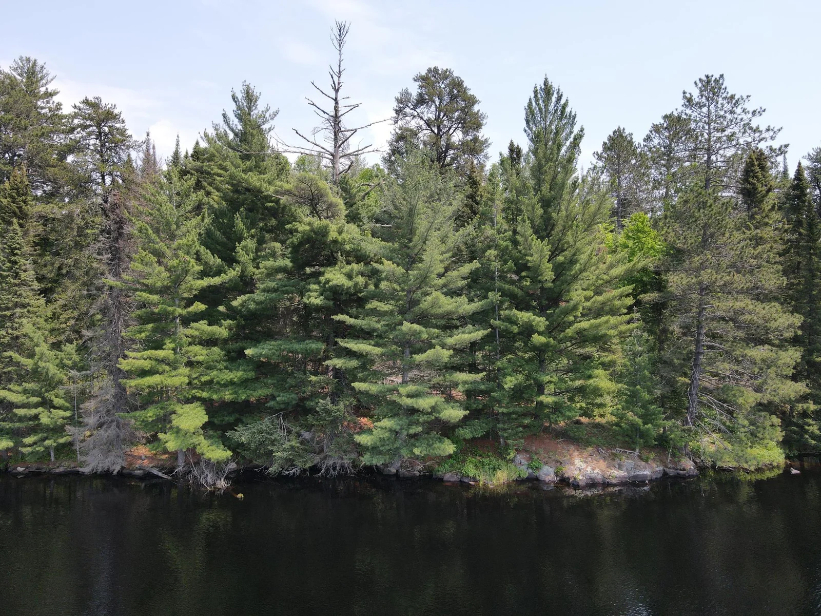 Wooded North Shoreline