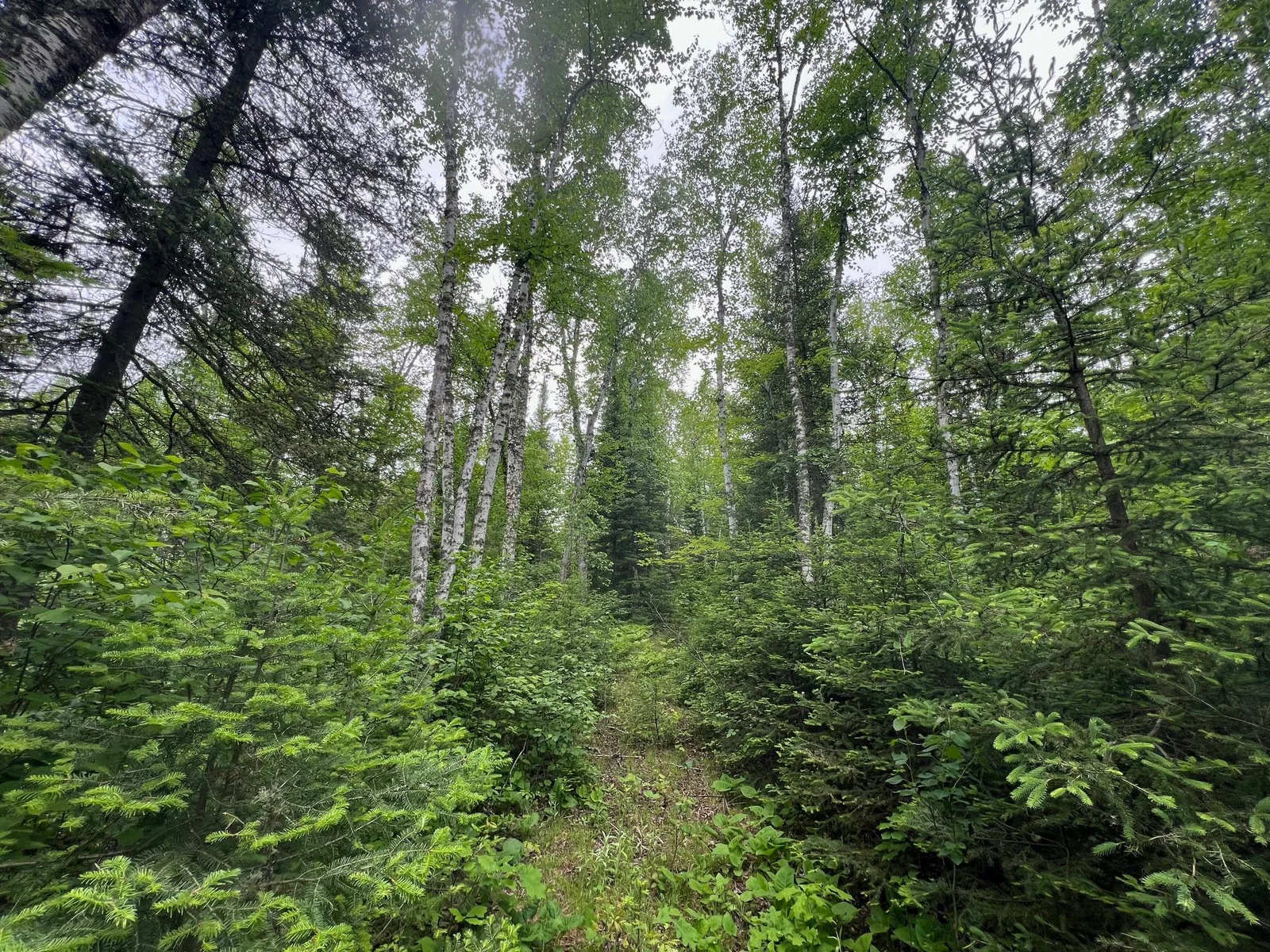 Trails