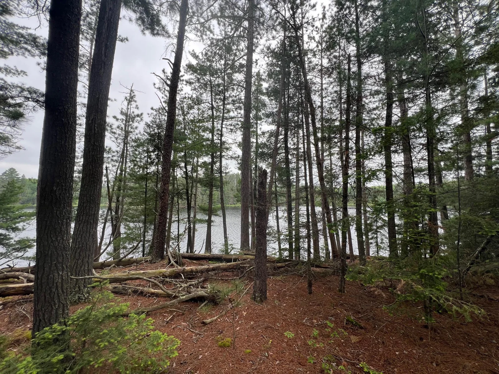 White Pines overlooking the lake