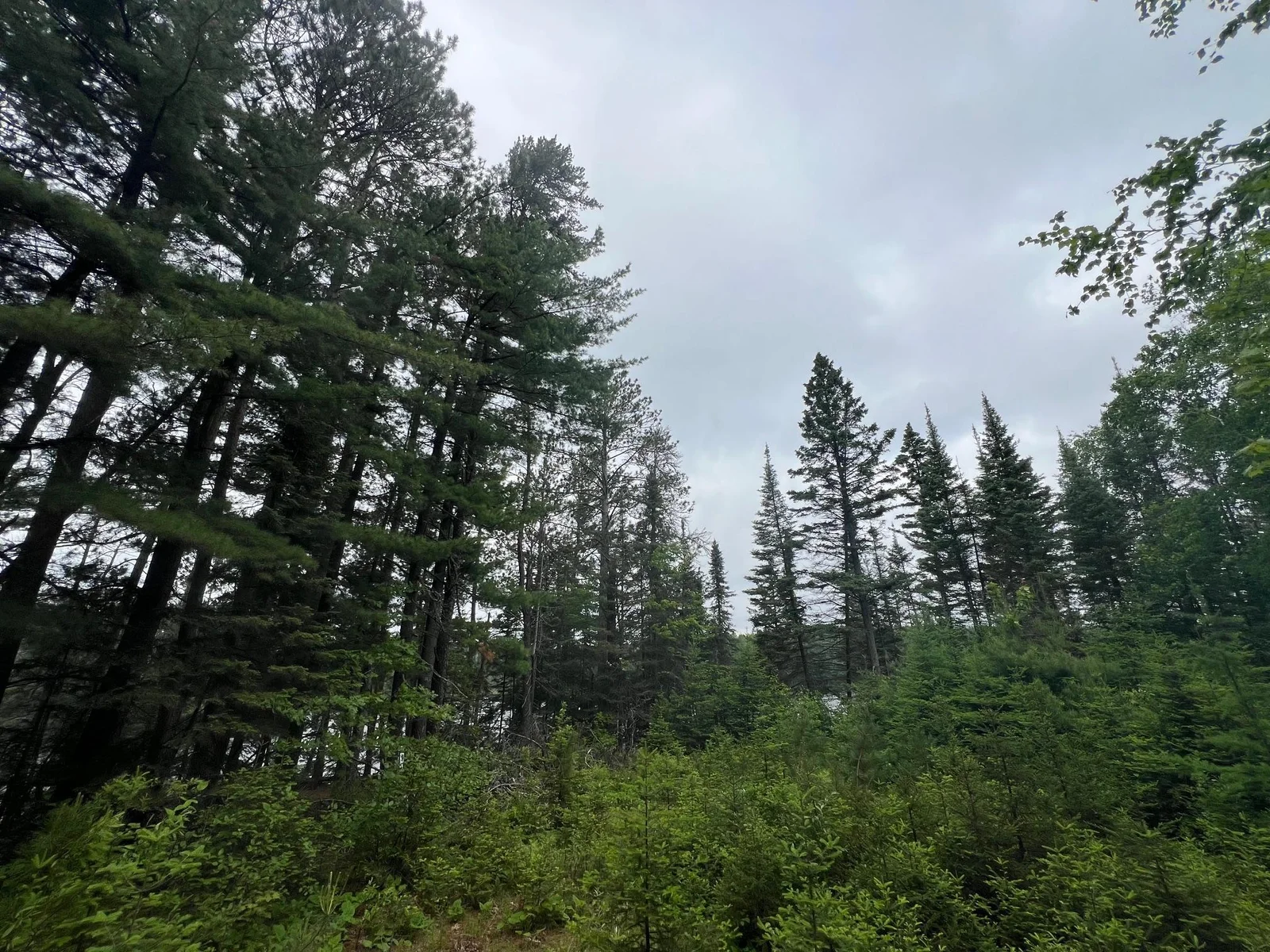 Healthy forest