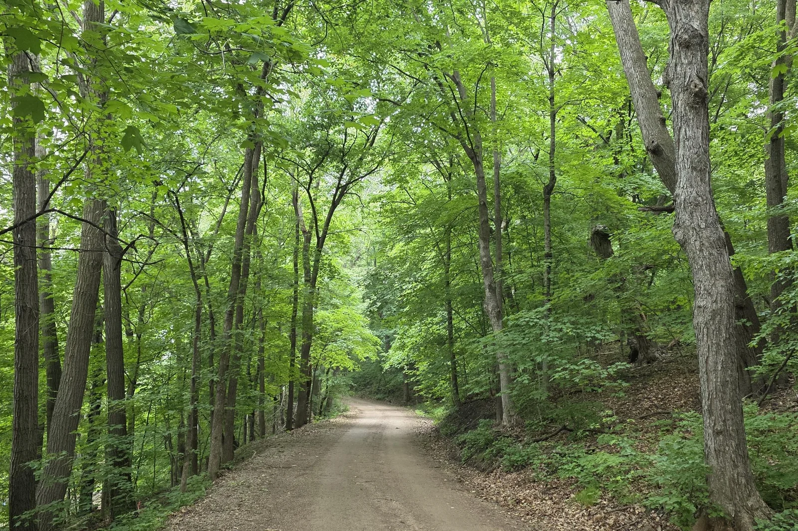 The canopy of trees provides such a picturesque drive down to this lakeside cabin. You will love it.