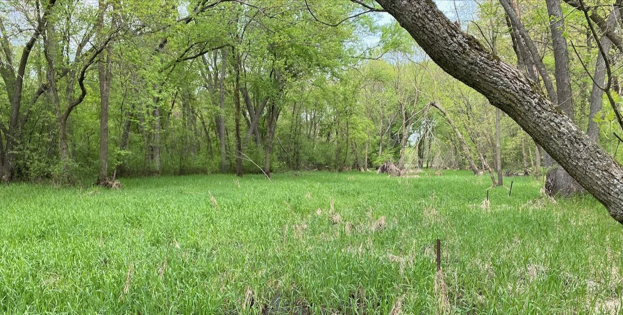 Zone 4, picture taken from back border of Vacant Lot 2 on Pine St.