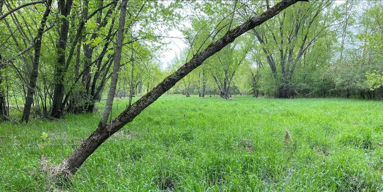 Zone 4, picture taken from back border of Vacant Lot 2 on Pine St.