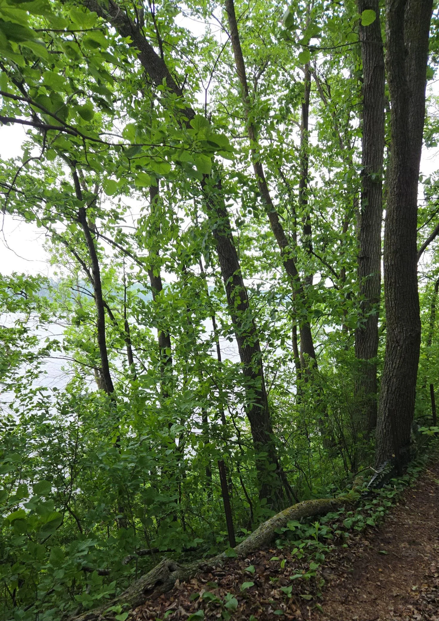 Trail to lake
