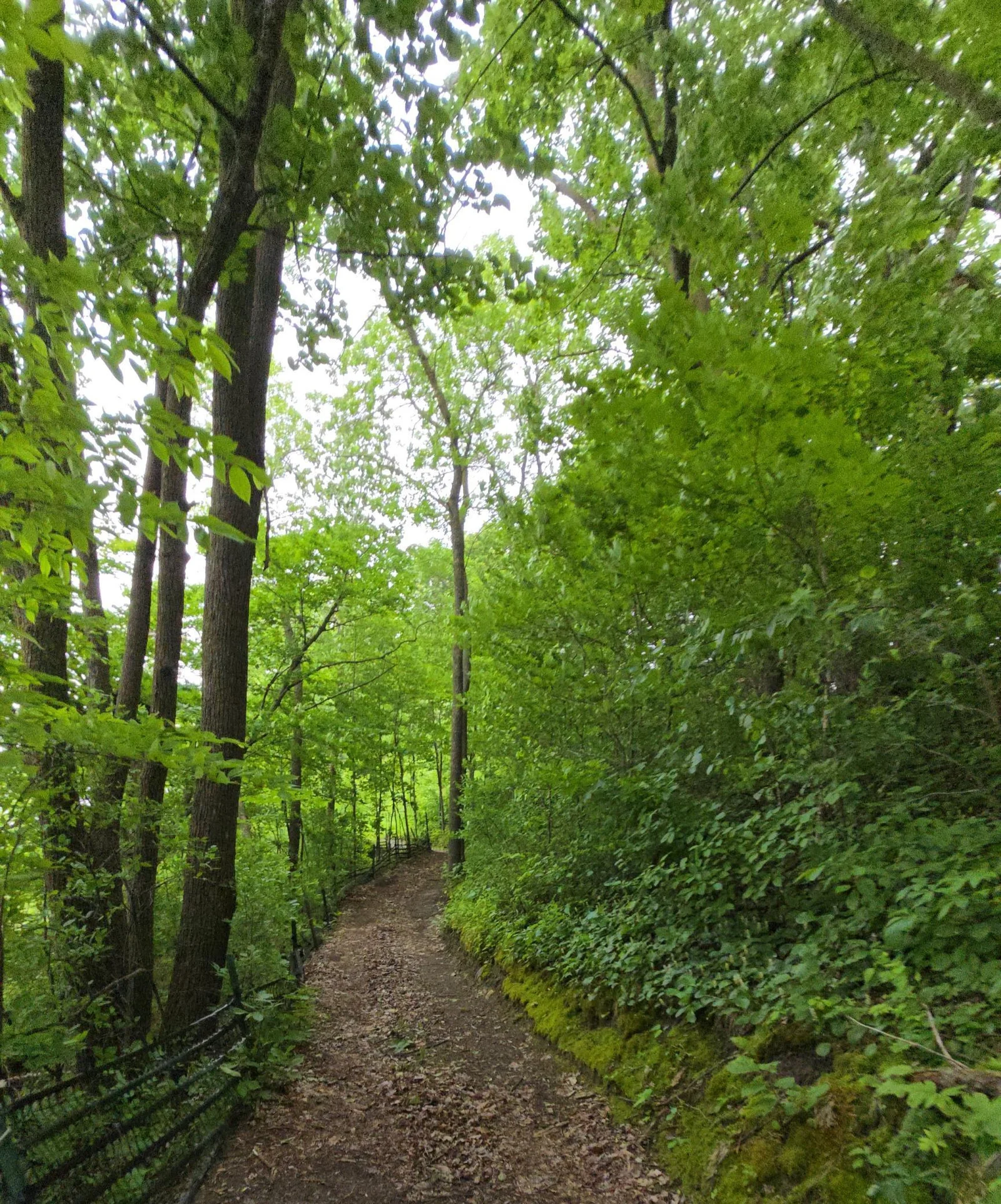 Trail to the lake