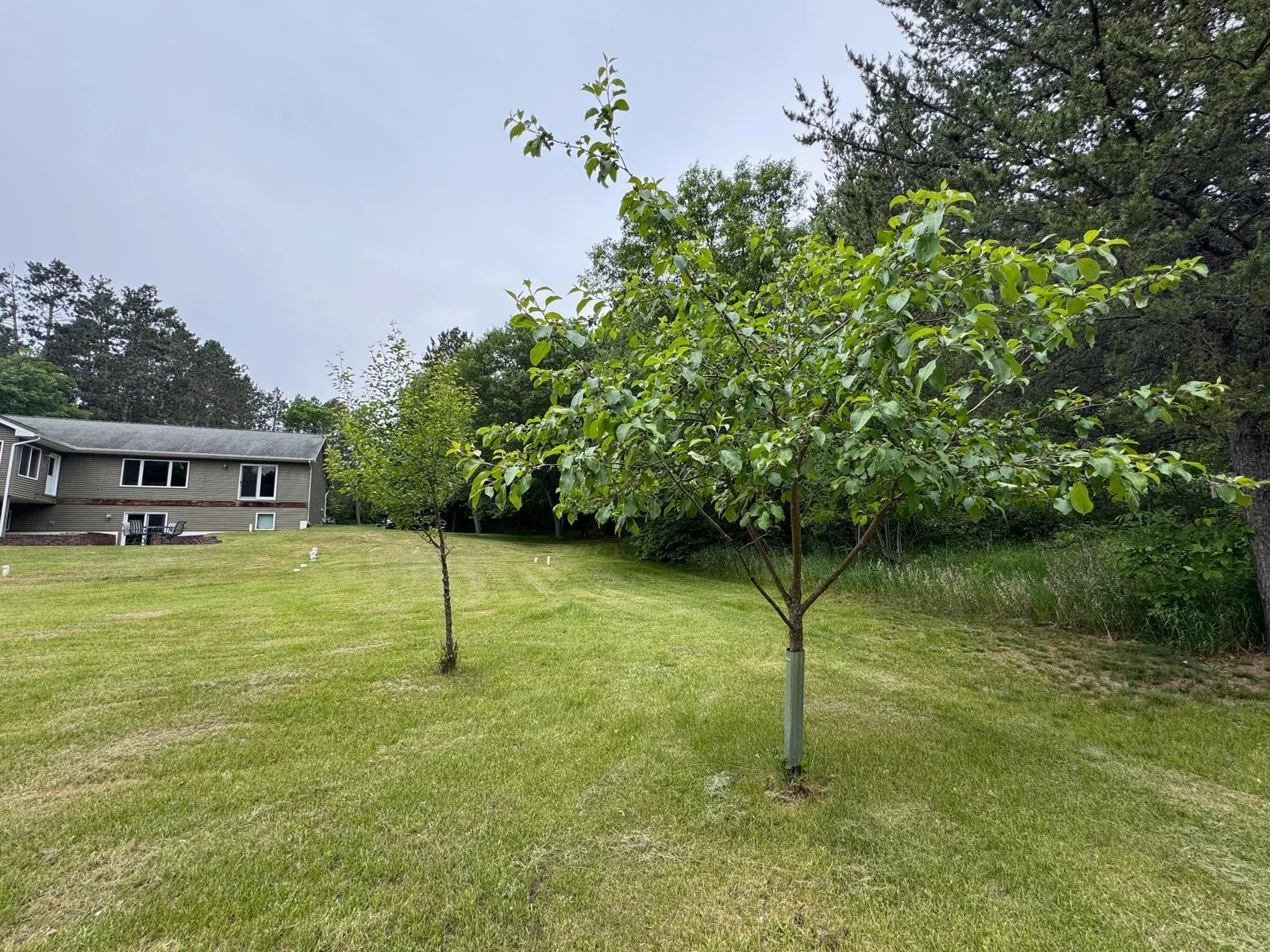 Fruit Trees