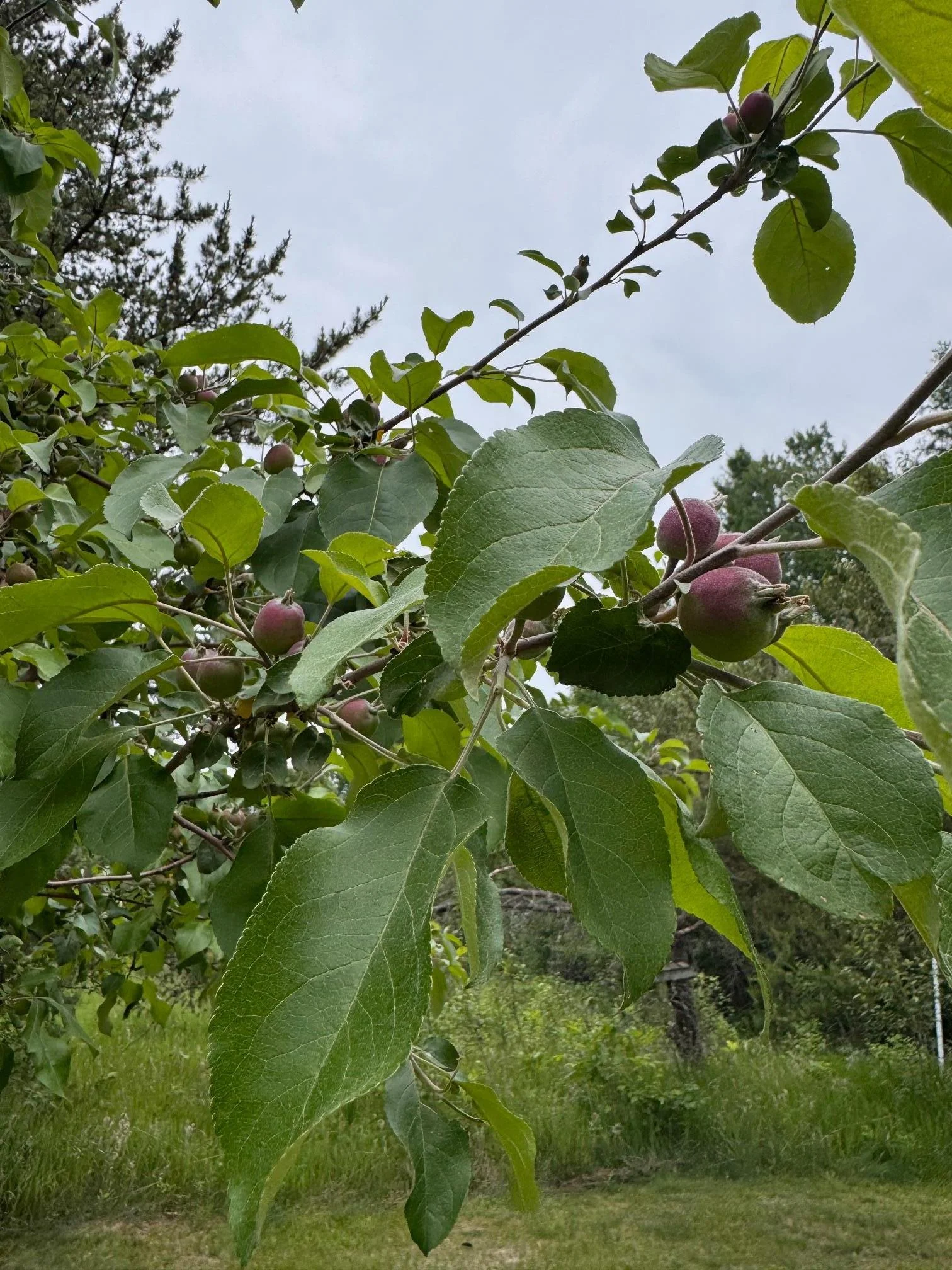 Fruit Trees