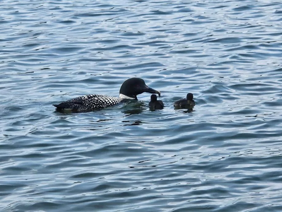 Lake John is surrounded by wildlife. With most years having 5 adult loons plus their babies and is know to have an eagles nest that you can see on your boat rides.